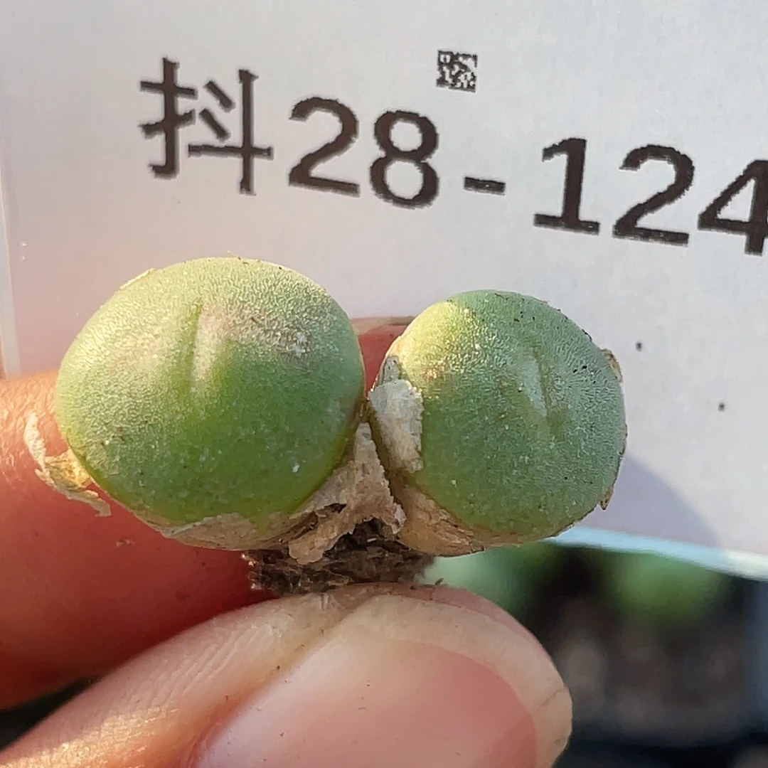 28-124毛钮扣多肉植物