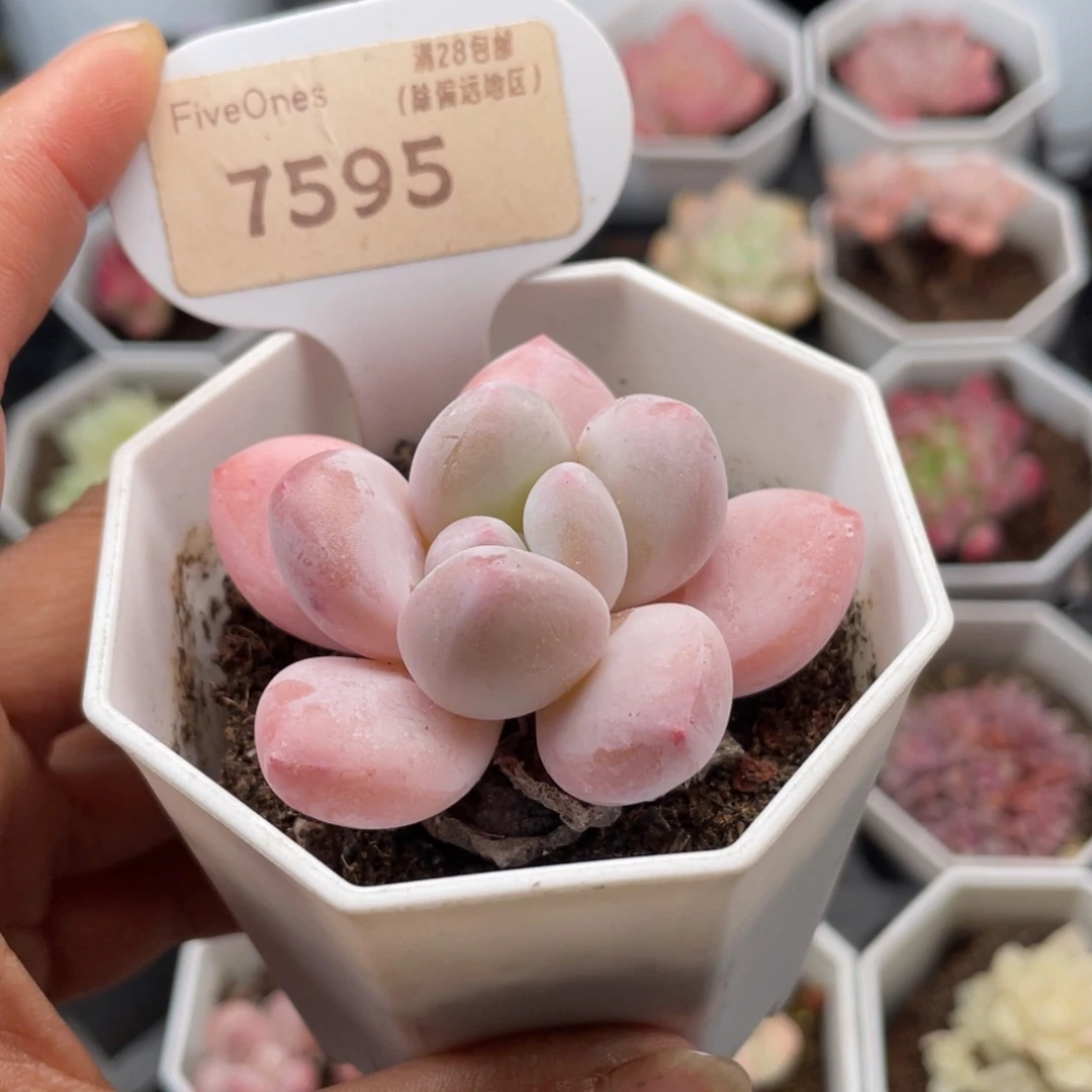 香水7595-5.0厘米