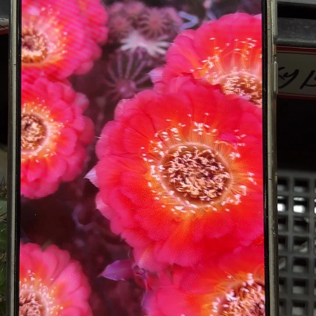 1537 侧牙20包邮徒11