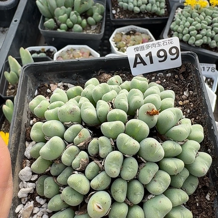 199多肉植物多肉植物