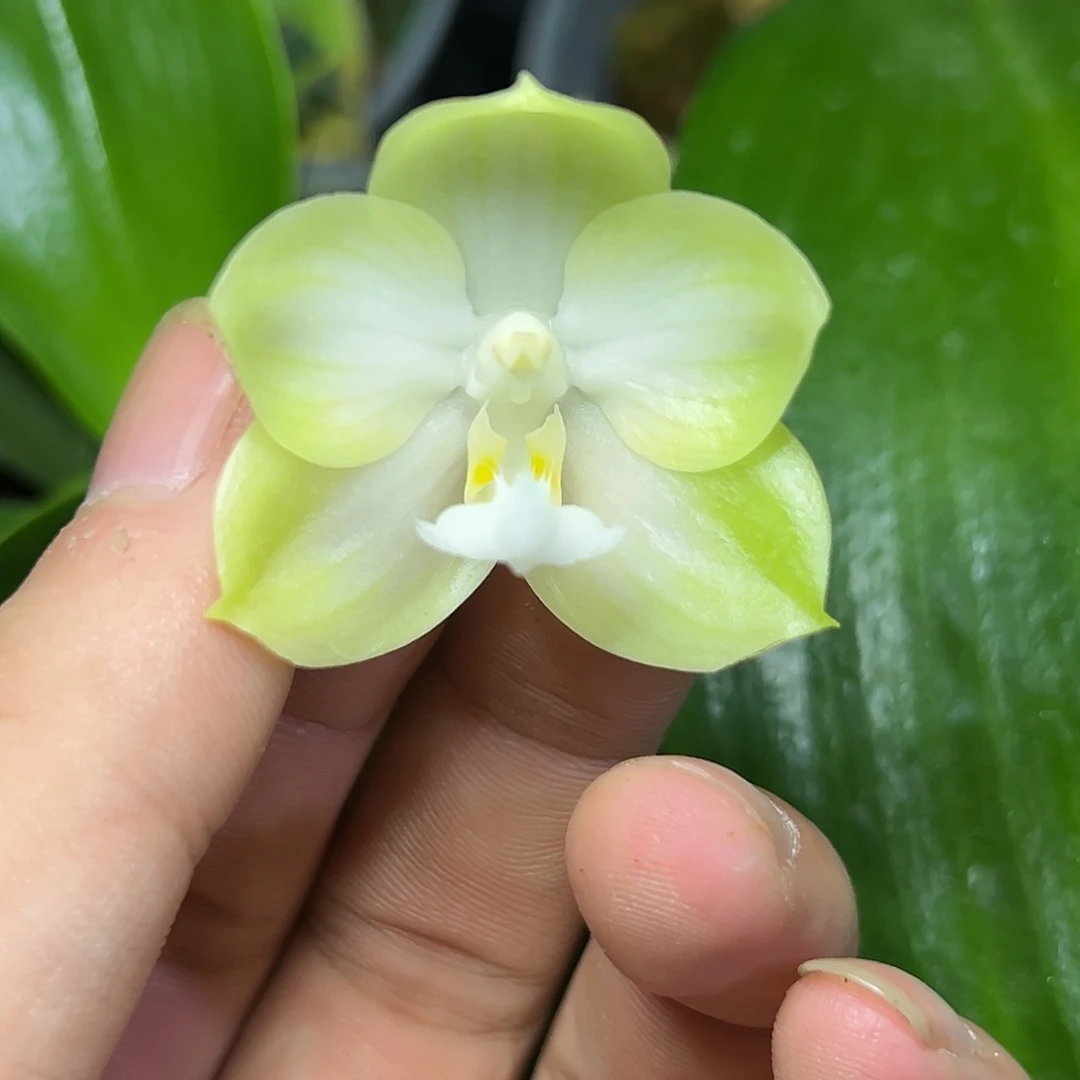 完全开放l658三寸ys1145