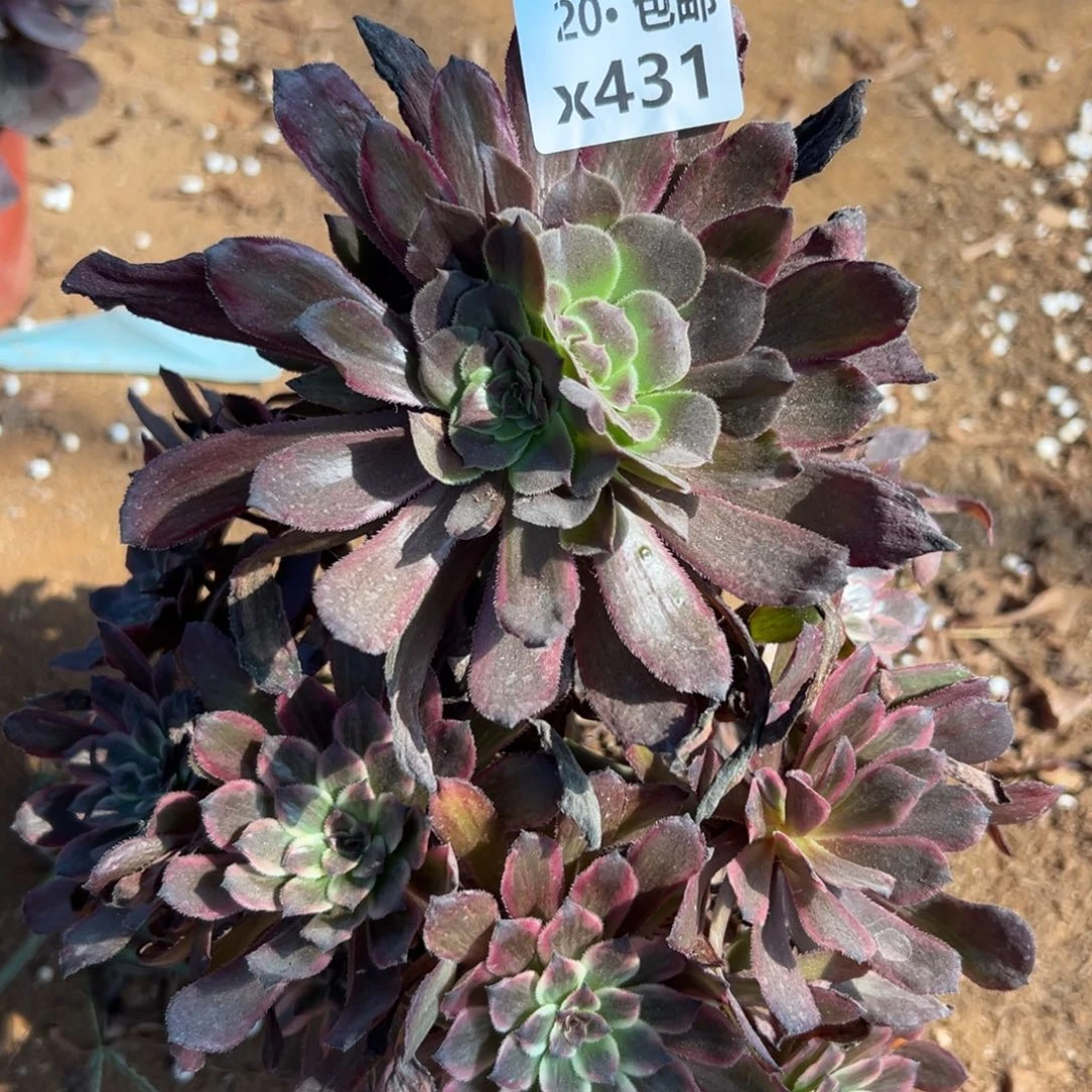 431紫霞，满20包邮