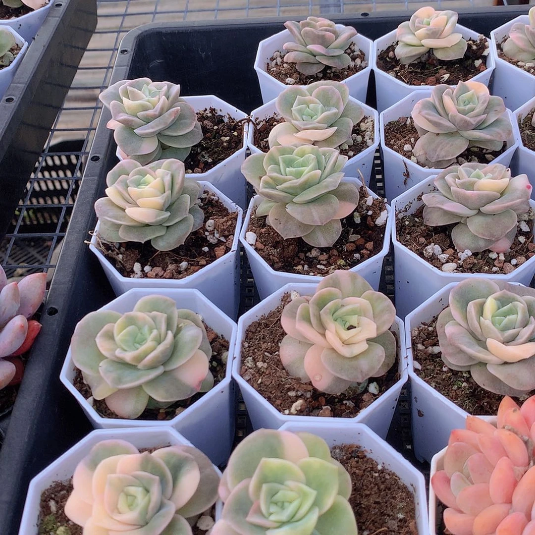 可爱玫瑰锦2345666777888