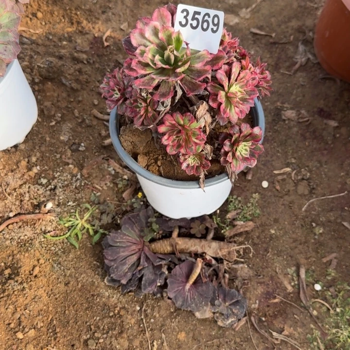 3569 瑕疵有断枝清棚处理不包断枝