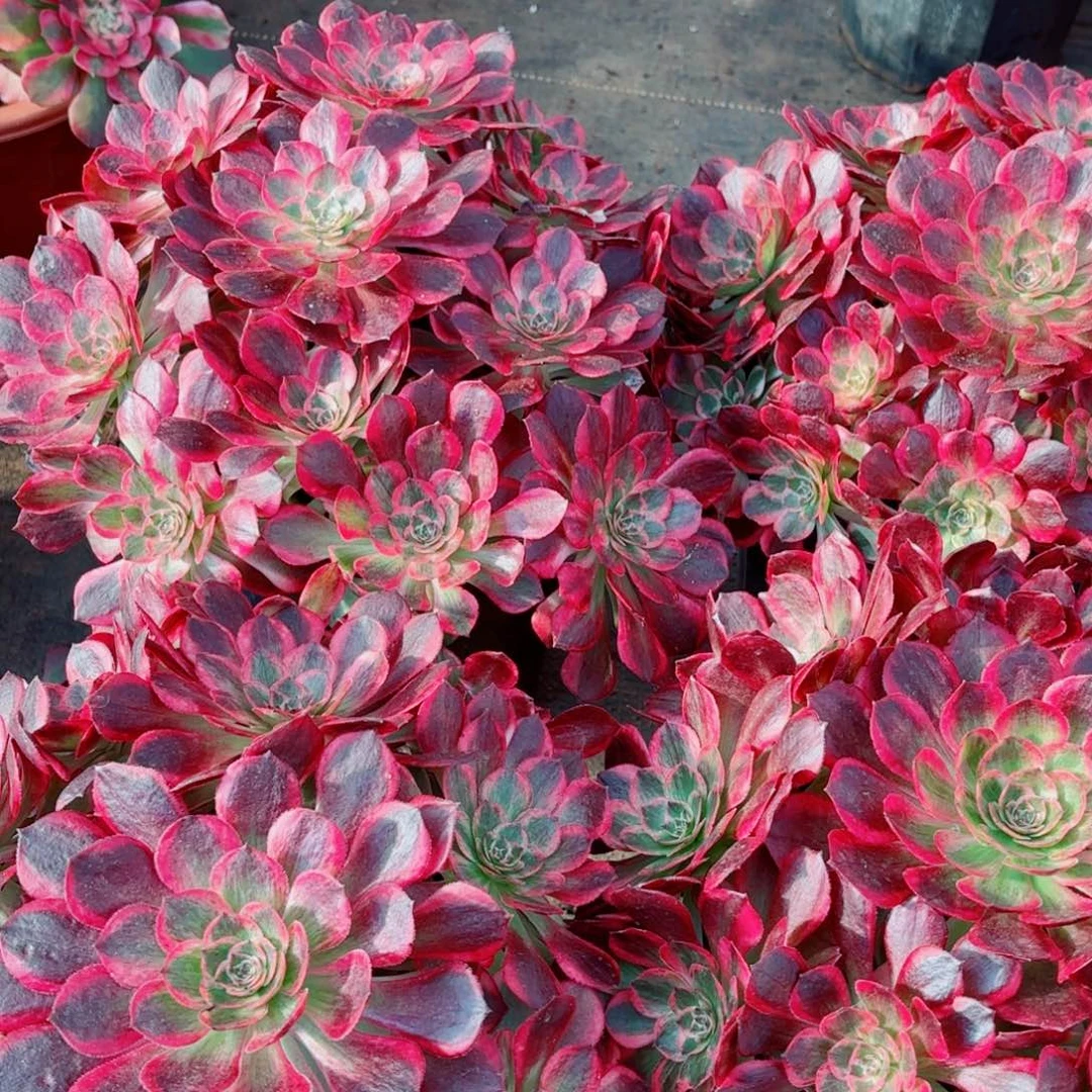 模特赤子心量拍多肉法师一个