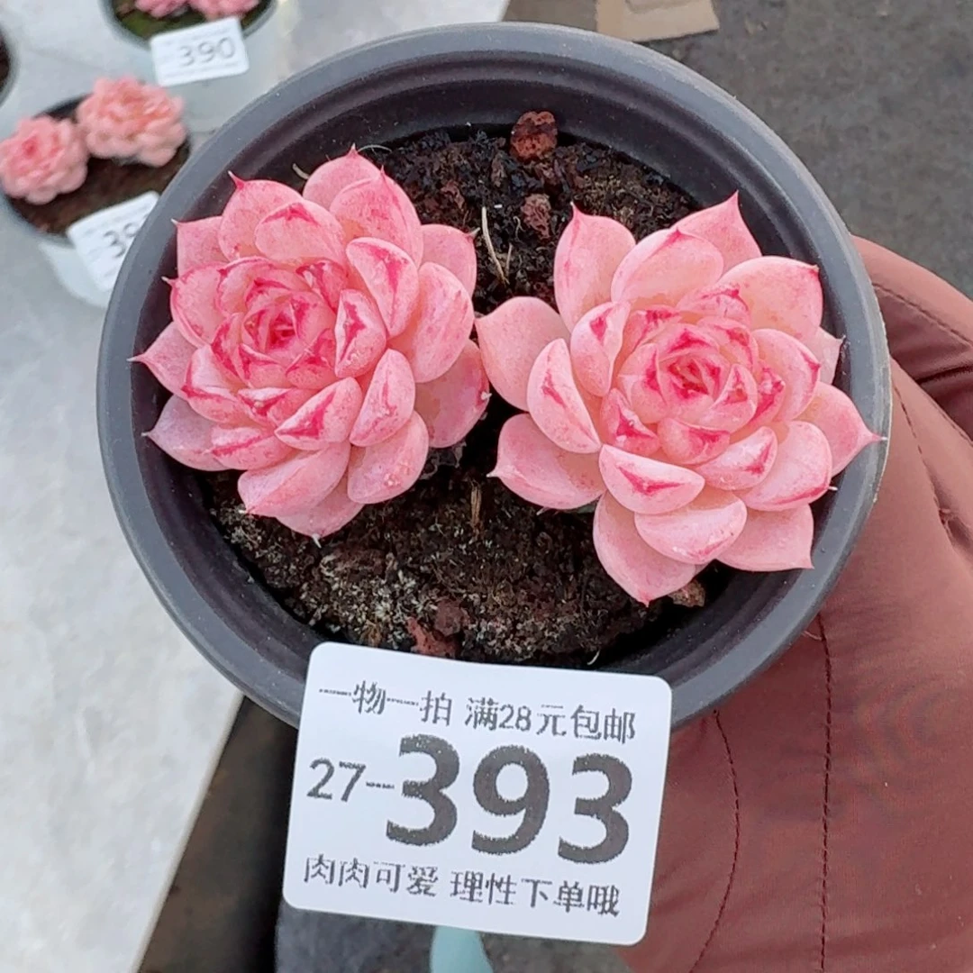 天鹅绒无盆土发货无盆土发货无