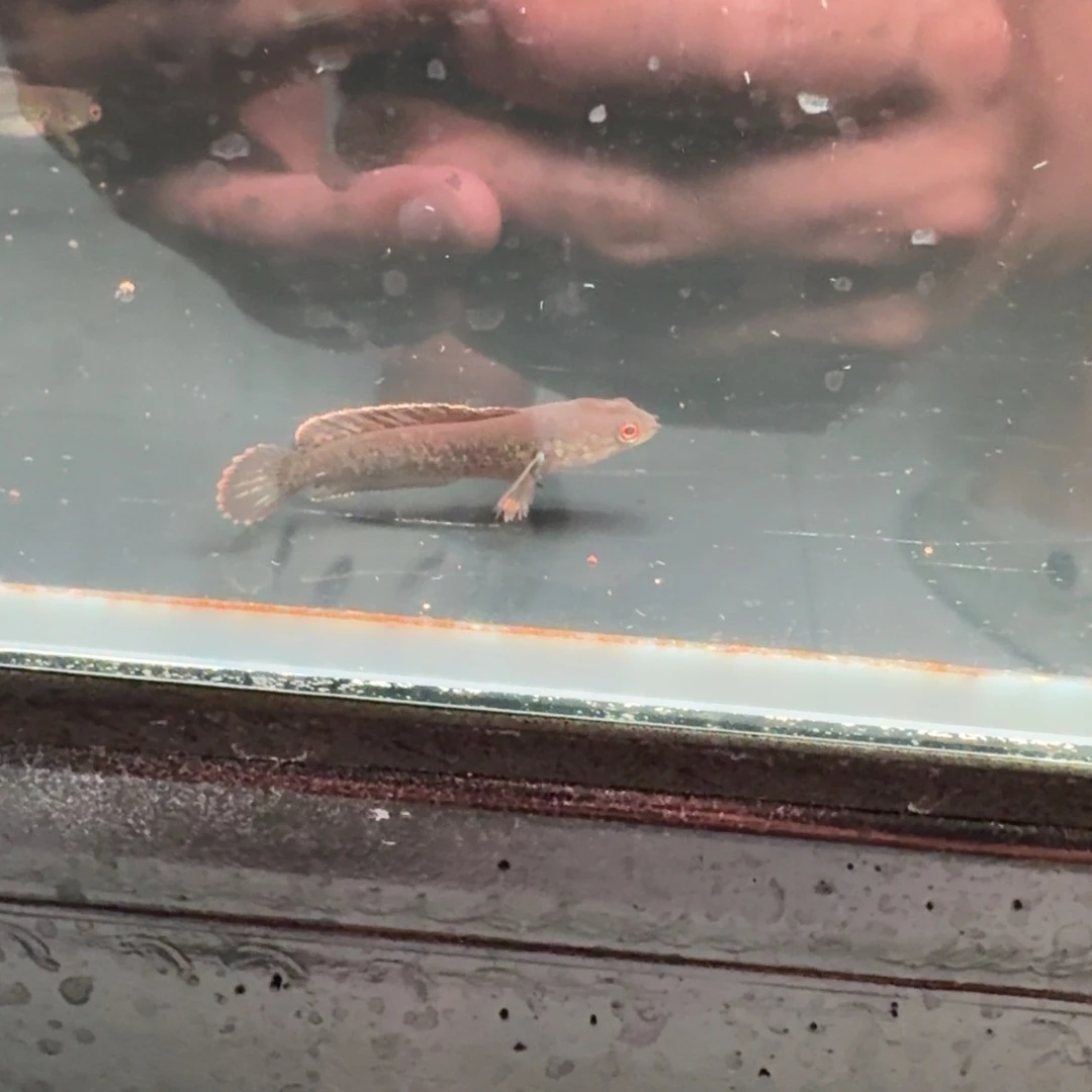 鬼王雷龙包邮包损送饲料