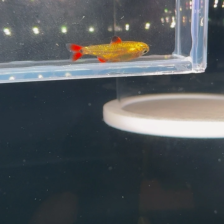 面***师灯科鱼左下缸12号碎金黑豆2厘米左右一条