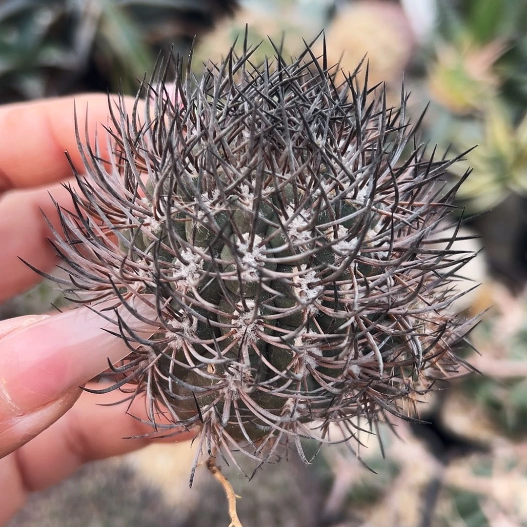 黑刺逆豹有根仙人球666666