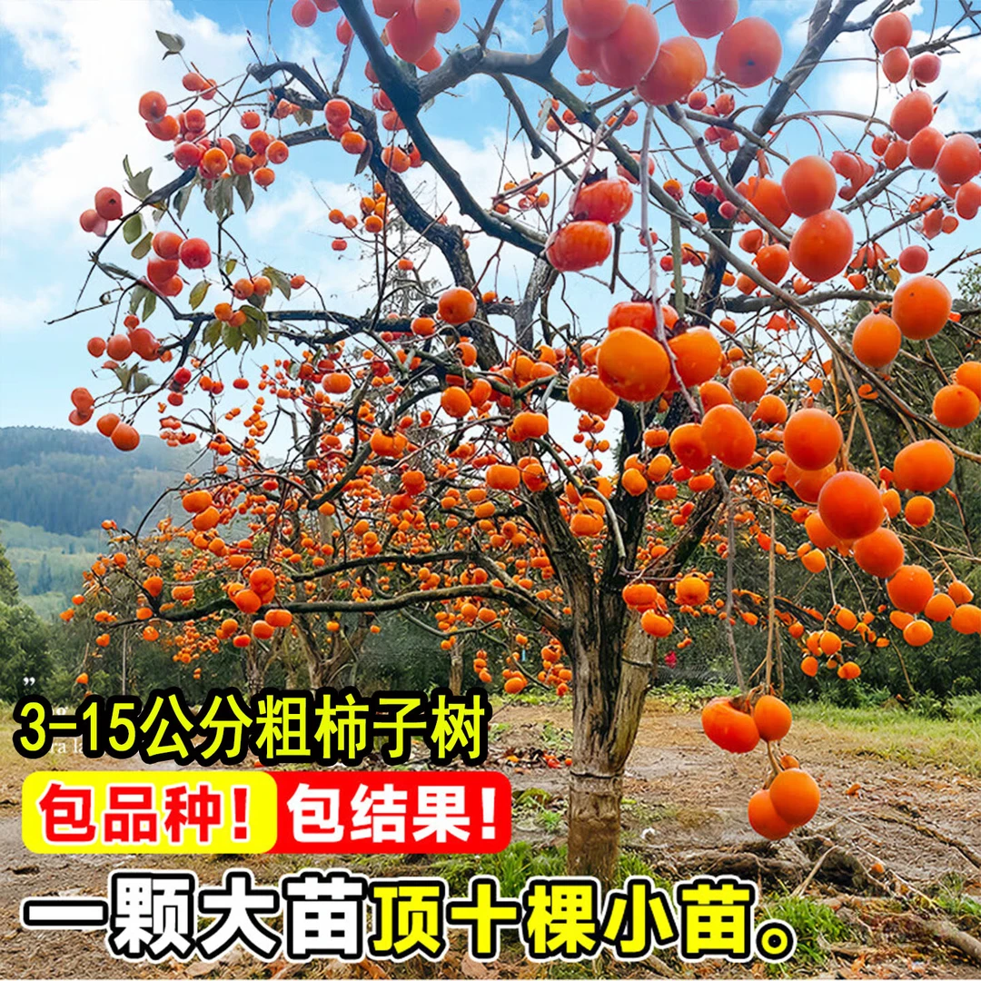 柿子大树专拍链接