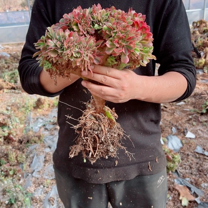 红袖醉话35号多肉法师
