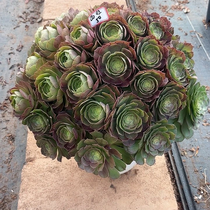 多肉雨*沙拉碗12345