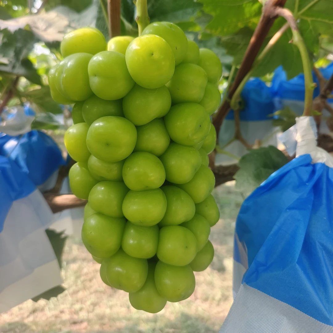 阳光玫瑰葡萄新鲜整串发货脆甜无籽应季水果