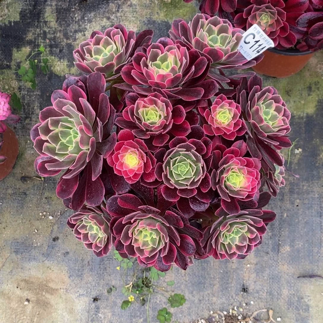 全部花朵114金丝雀嫩桩桩