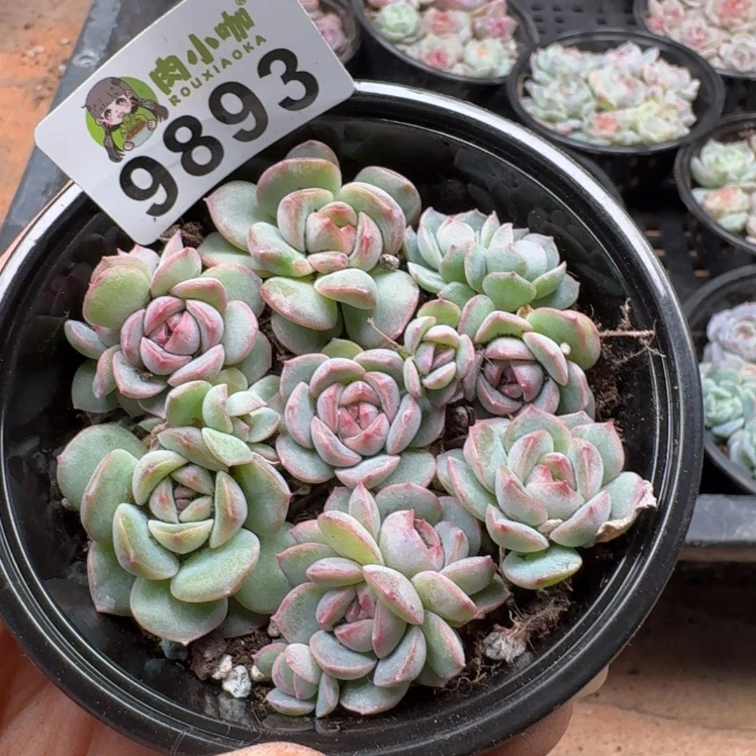 多肉植物多肉植物