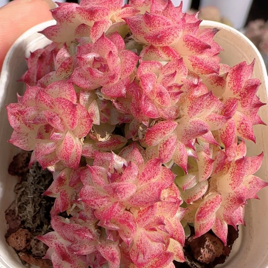 多肉0105-169麦秆群