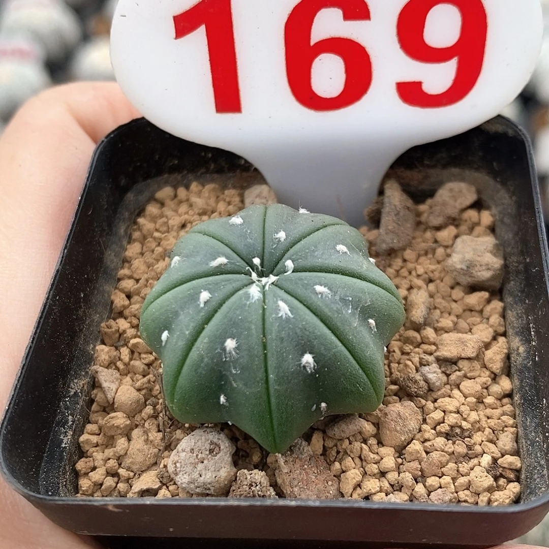 169琉璃海星福利来啦