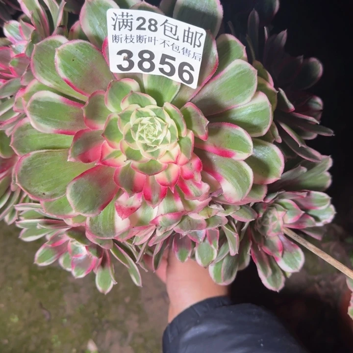 *****3856孔雀翎不包段枝