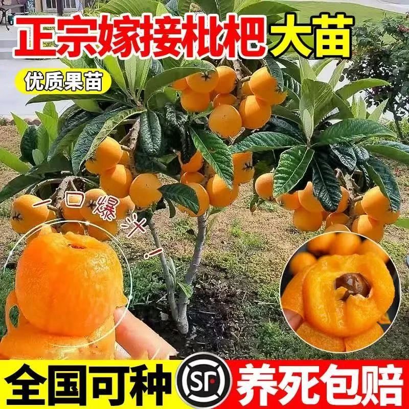 正宗嫁接大五星树苗白玉枇杷树苗新品种春花一号白雪果树苗