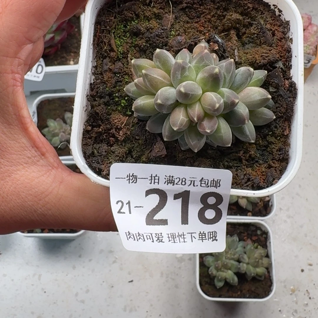 棒***）南非钻石无盆土发货无