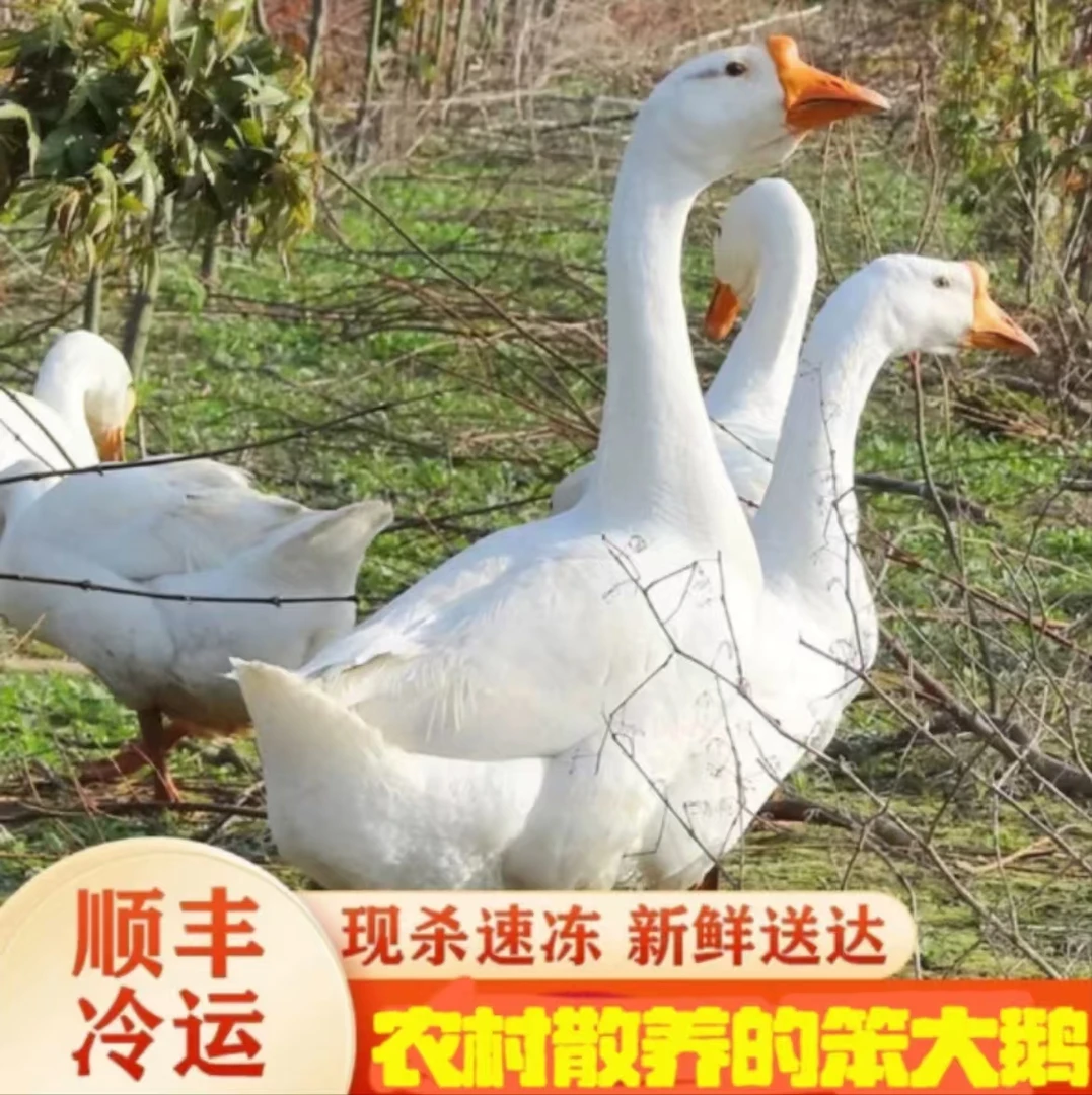 纯粮食喂养大鹅 8斤~8.5斤左右一只单只杀后（新鲜现杀大鹅）