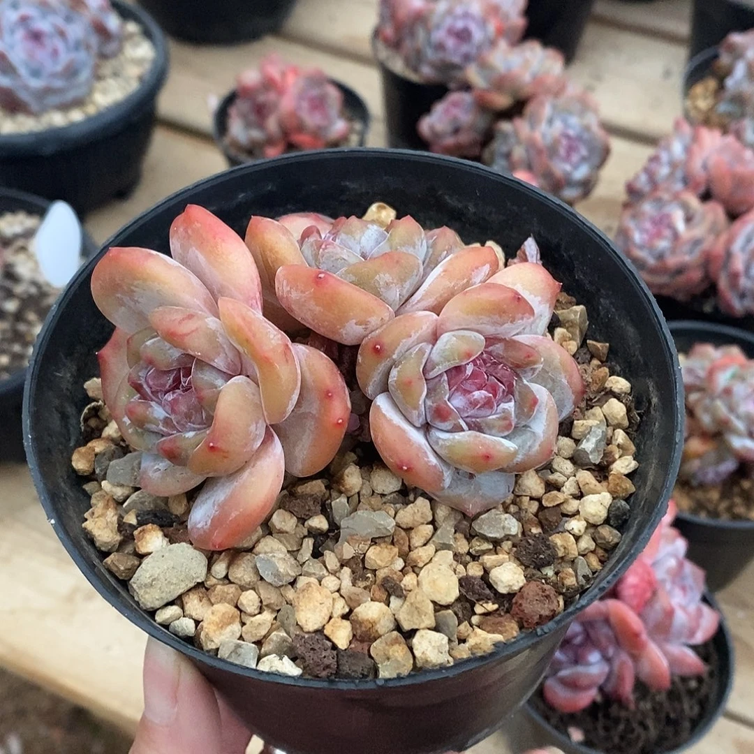 三头紫心哈哈哈哈哈哈哈