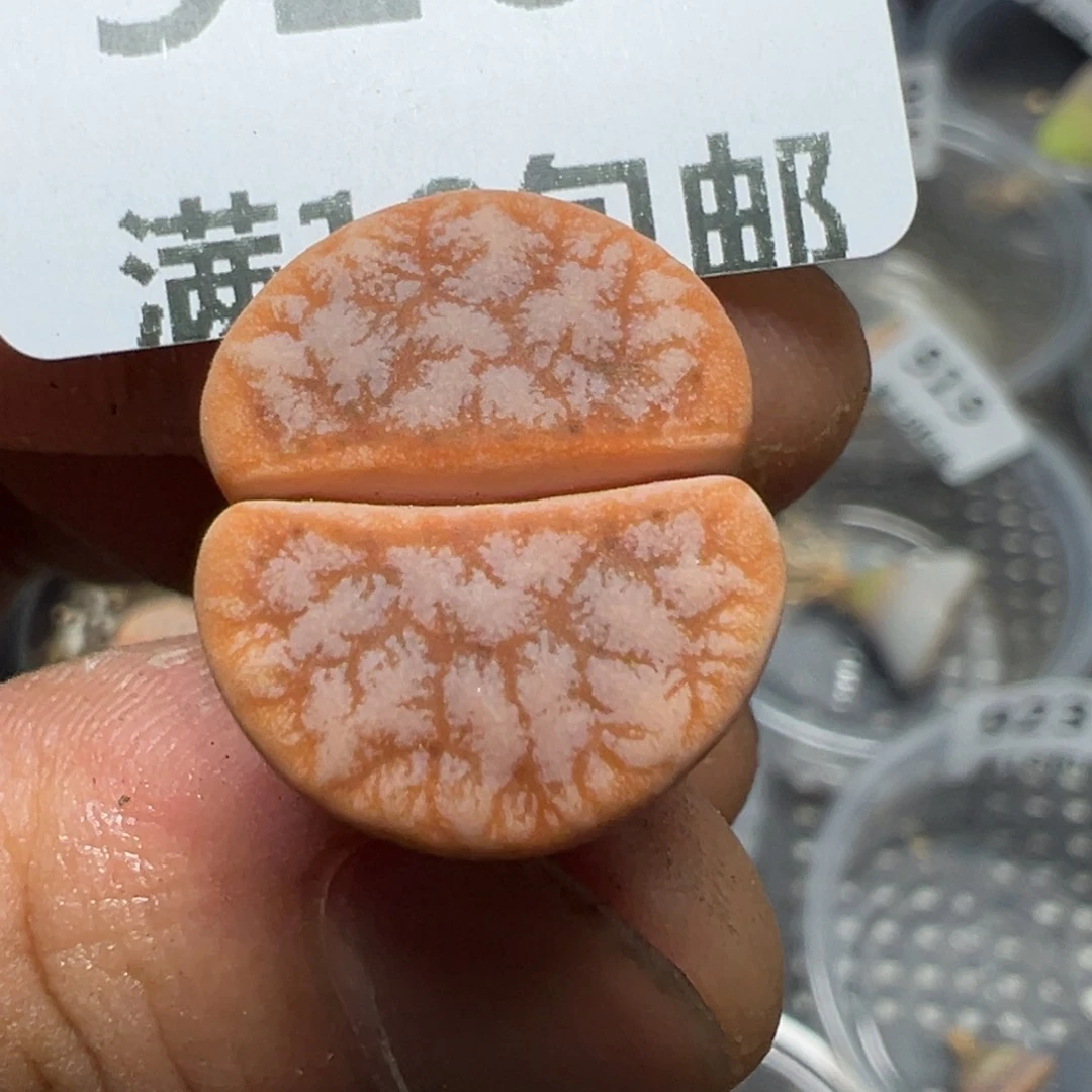 【闪购商品】 926。