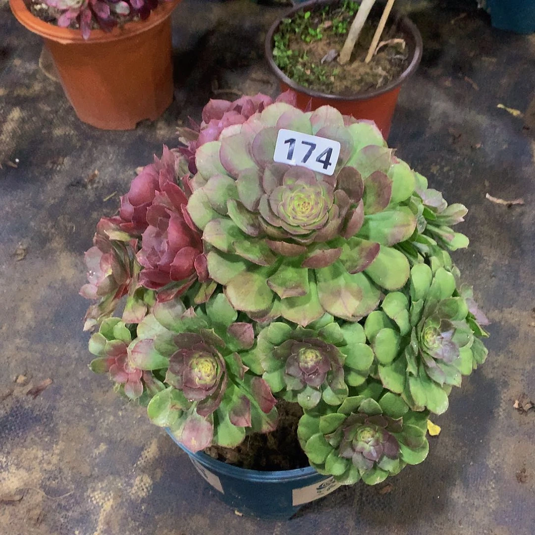 青*174花88888888888