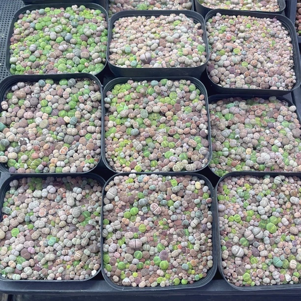 彩色满天星生石花十方盆随机一盆  任意2单包邮