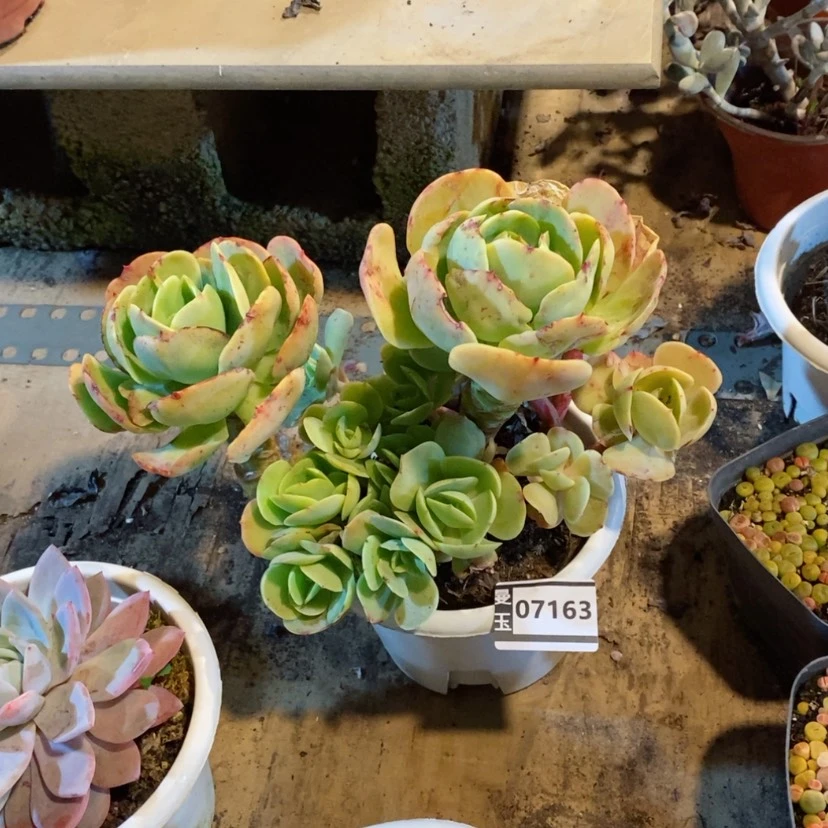 【闪购商品】李*笑碧桃07163