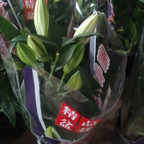 完全开放香水百合