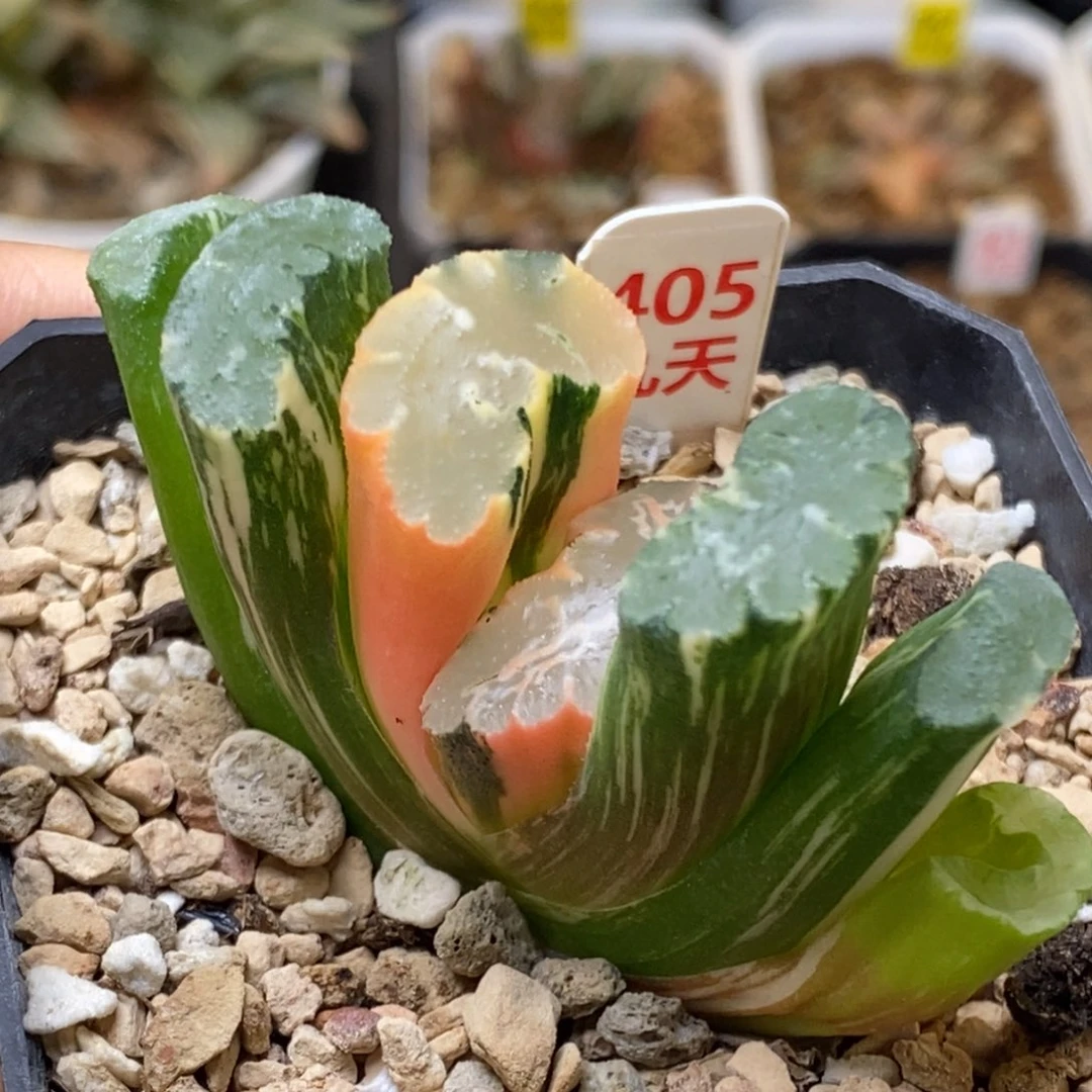 405号北斋玉扇锦多肉植物