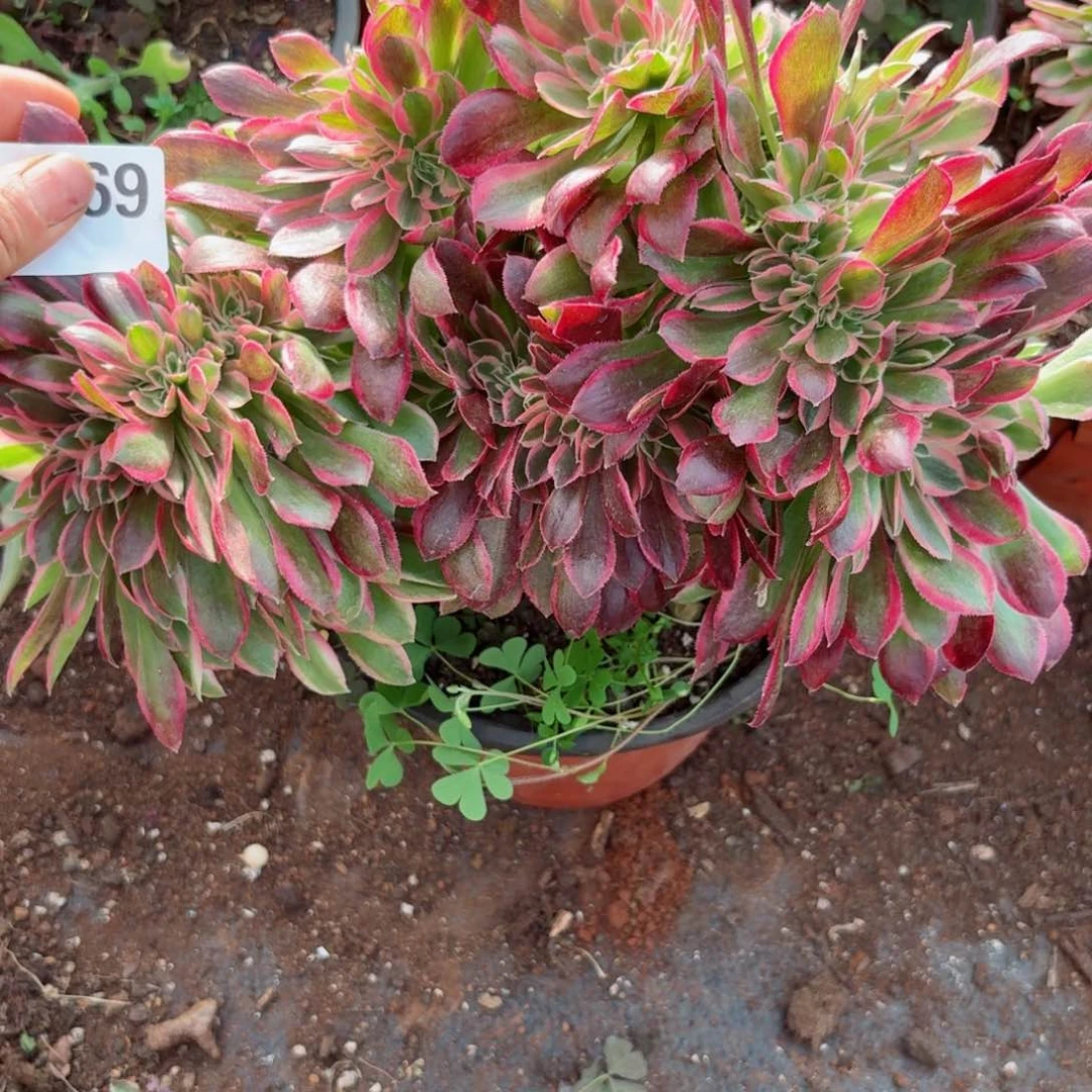 我4069 号多肉法师新年特价