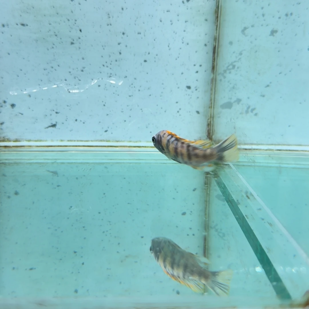 慈鲷松比西442。