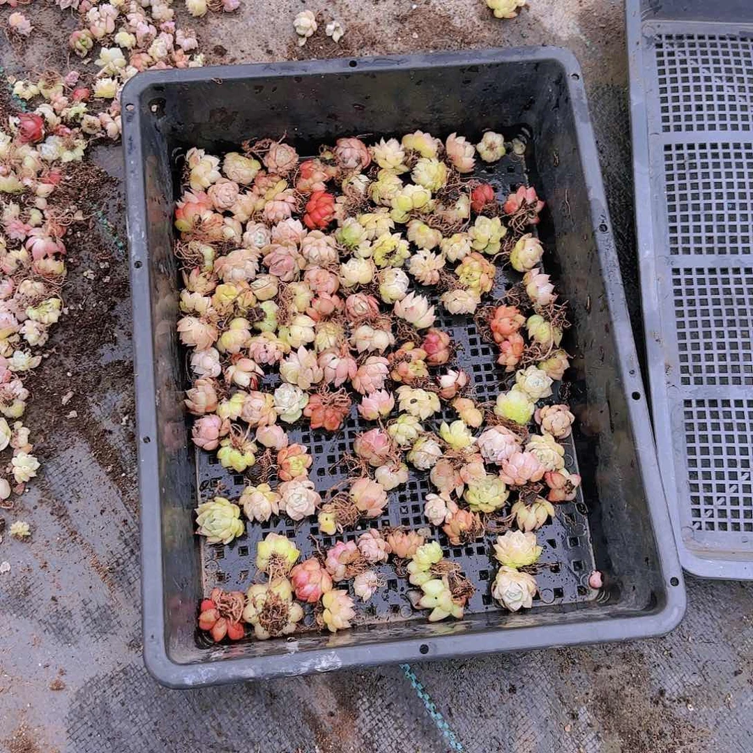 整筐保底50颗以上量拍