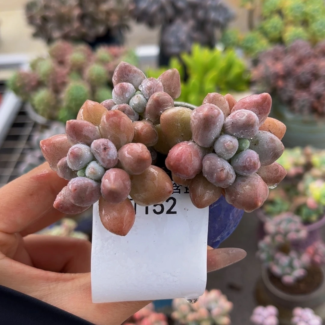 152-香水手指奶多肉6cm
