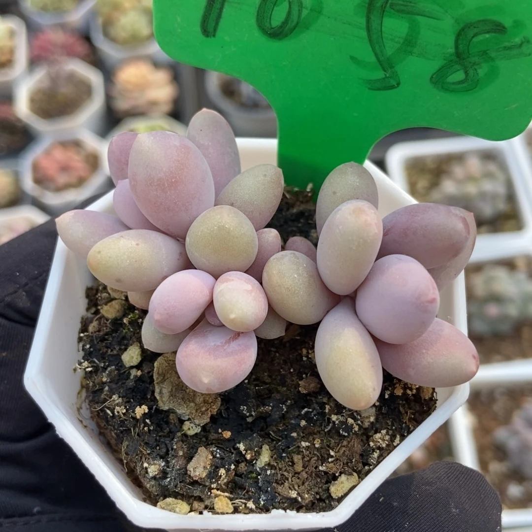 1658彩虹奶多肉植物保护