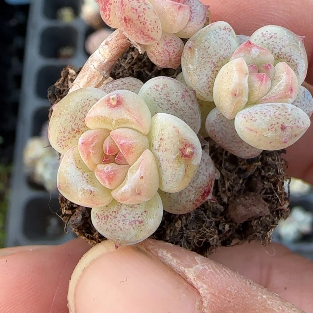 多肉小卡拉米糖心一物一拍