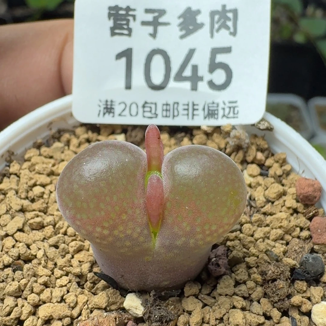 带盆土。