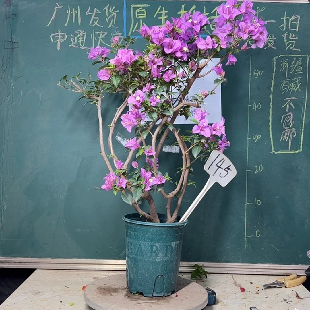 完全开放巴西紫 原生小树头 145