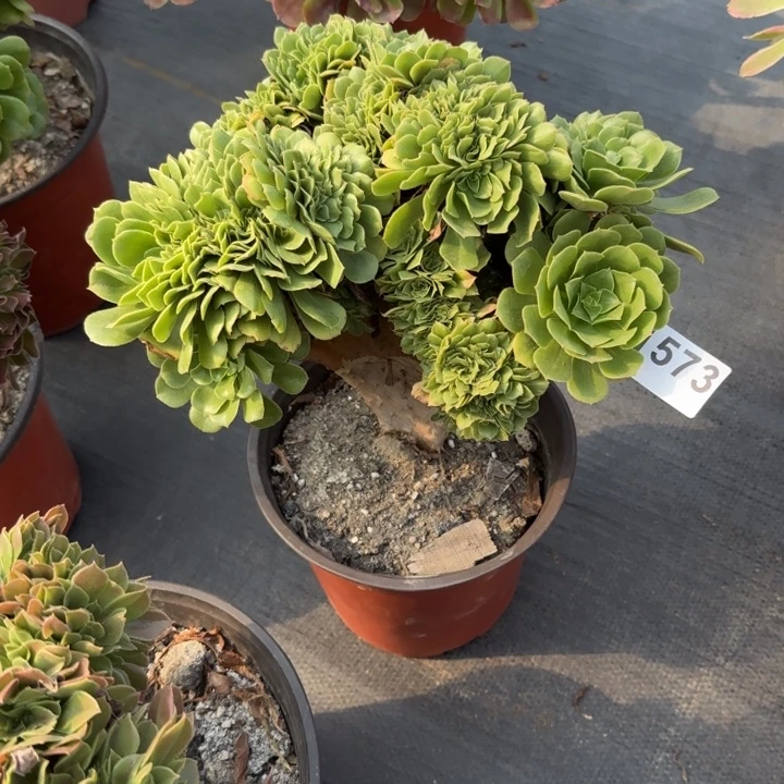 欣***媛多肉植物绿缀化573