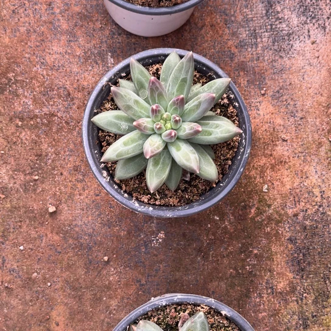 酷***多多肉植物多肉植物