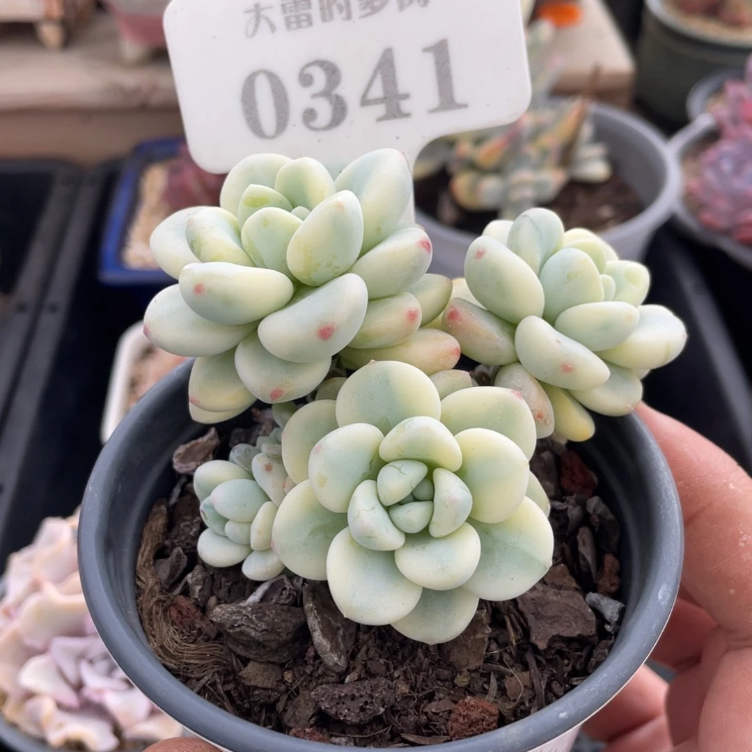 0341劳尔锦不带盆8厘米