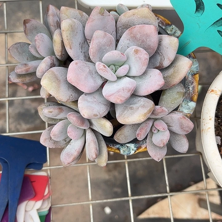两单包邮，一物一拍574粉兔