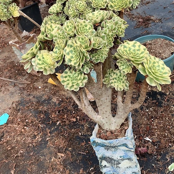 微瑕迈巴赫朵朵脱土发货啊