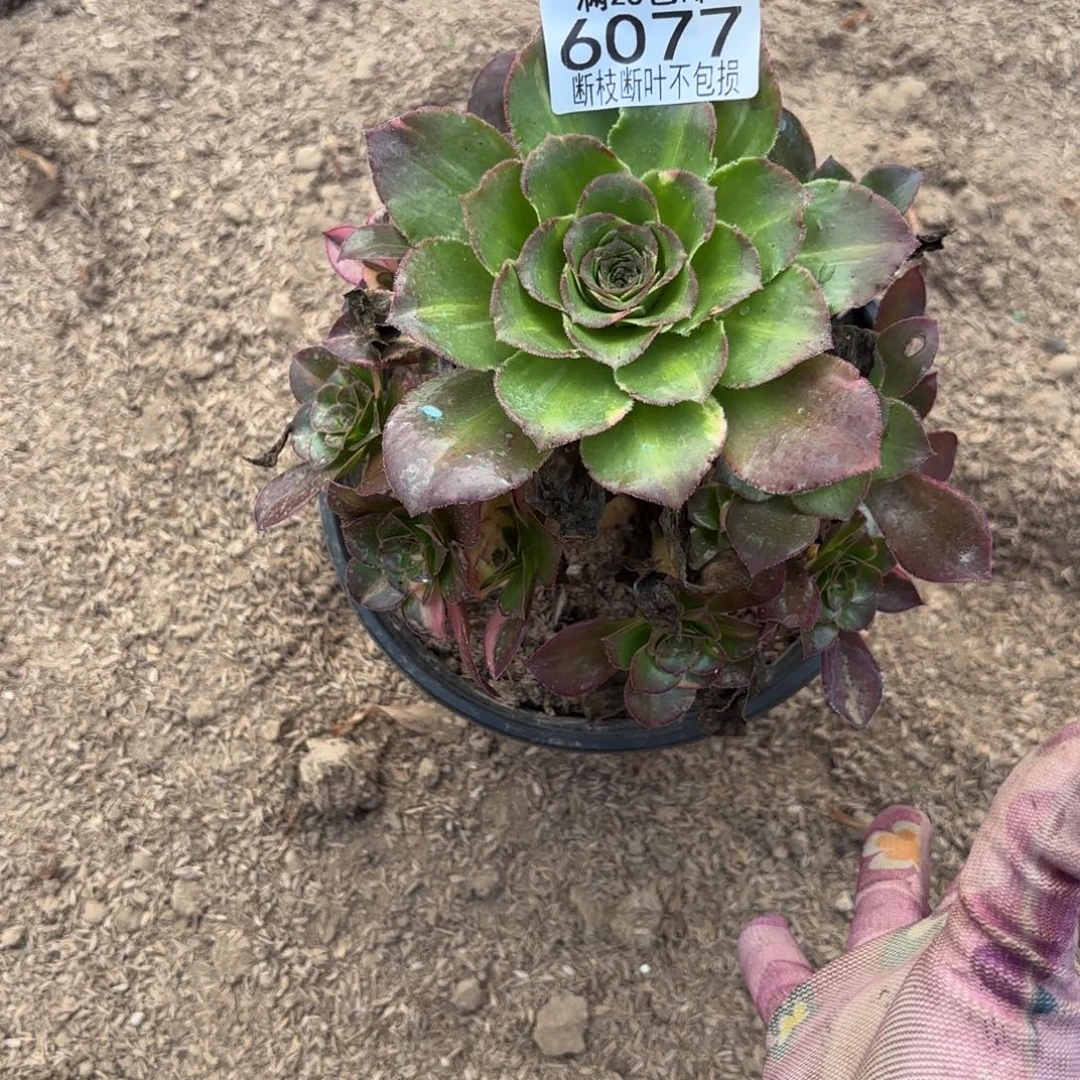 永***友W 6077魅影七彩多肉，？b