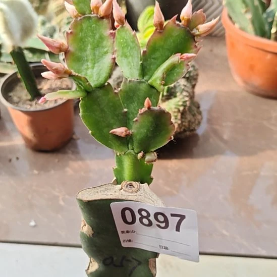 057蟹爪兰嫁接零度之上包邮897