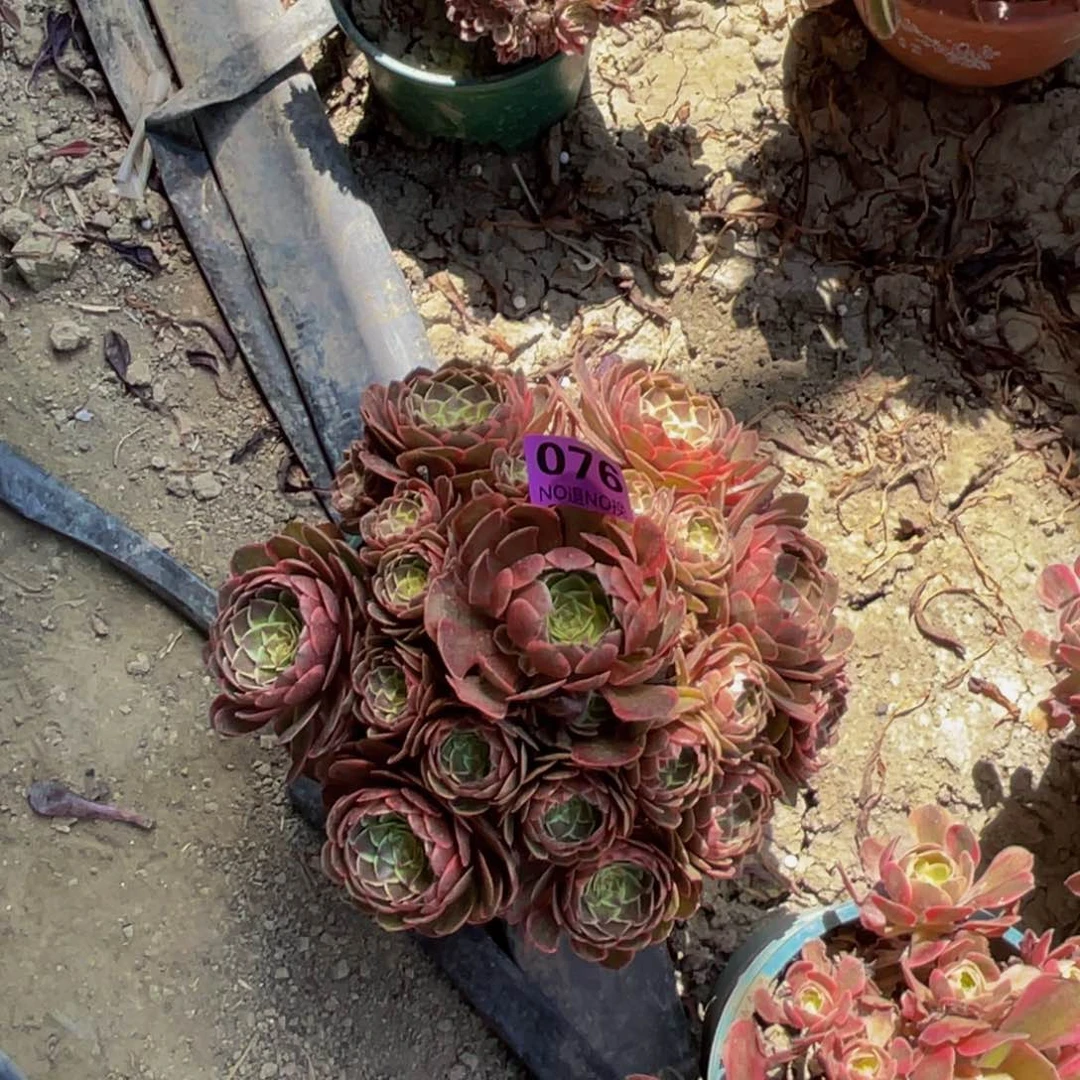 粉花妖法师都多6-23