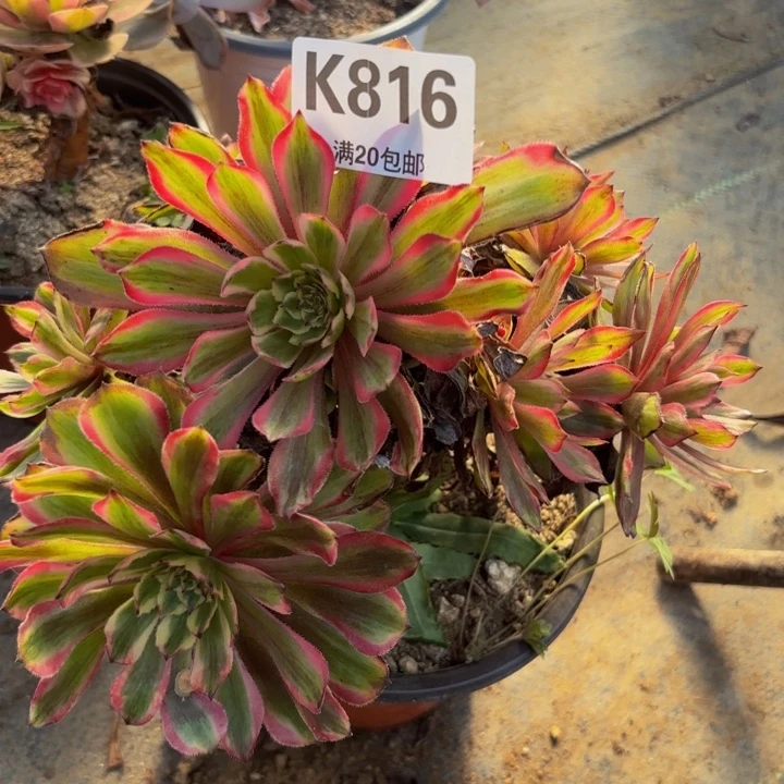 瑞妈多肉植物，816.