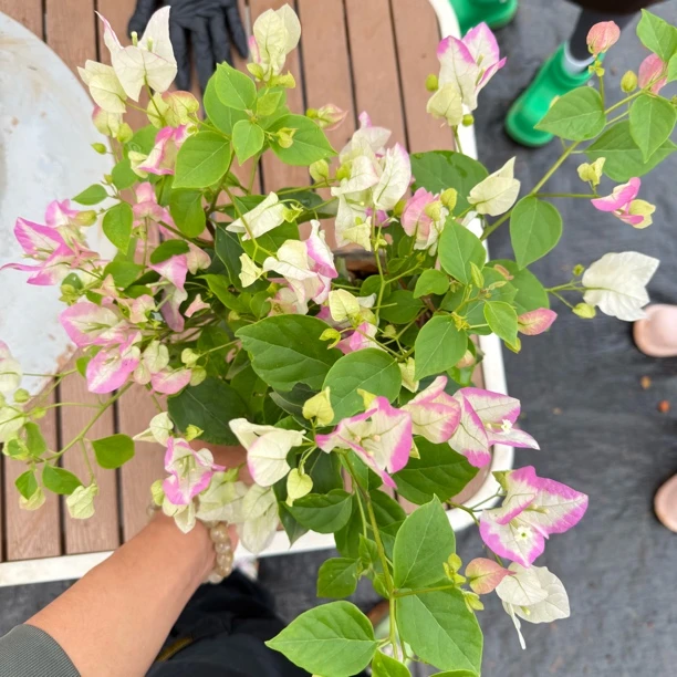 《口红》三角梅盆栽花卉四季开花适合阳台庭院种植